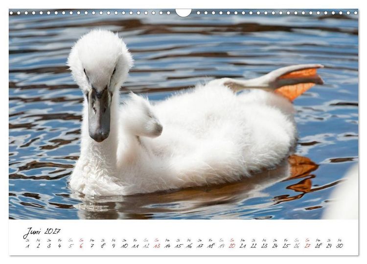 Produktbild: Vom K&uuml;ken zum Schwan (Wandkalender 2027 DIN A3 quer), CALVENDO Monatskalender