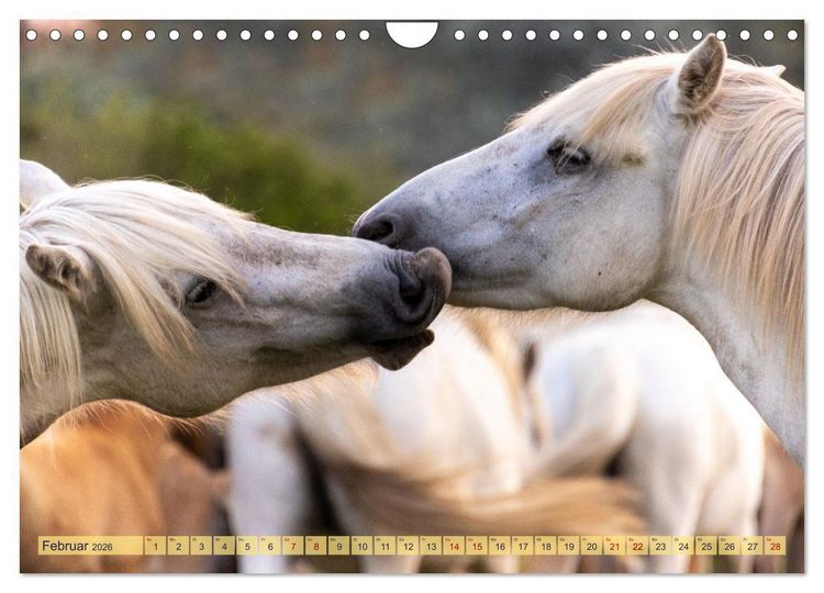 Produktbild: Die wilden Pferde der Camargue (Wandkalender 2026 DIN A4 quer), CALVENDO Monatskalender