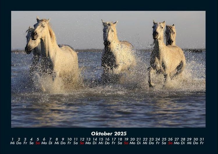 Produktbild: Die Welt der Pferde 2025 Fotokalender DIN A4