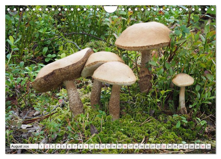 Produktbild: Pilze - tolle Funde (Wandkalender 2026 DIN A4 quer), CALVENDO Monatskalender