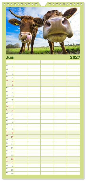 Produktbild: Familienplaner 2027 - Kuhckst du? mit 5 Spalten (Wandkalender, 21 x 45 cm) CALVENDO