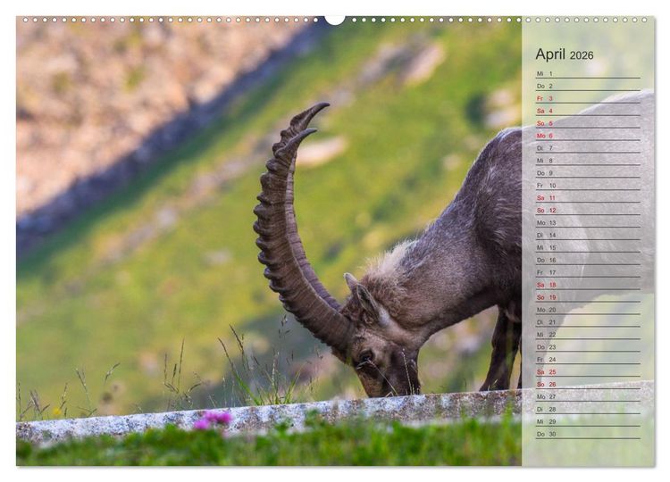 Produktbild: Bergk&ouml;nige - Steinb&ouml;cke im Blickpunkt der Naturforografie (Wandkalender 2026 DIN A2 quer), CALVENDO Monatskalender