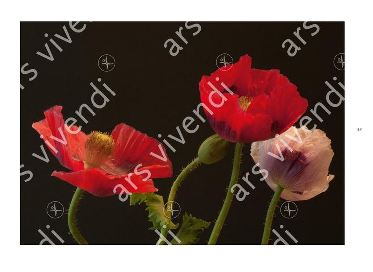 Produktbild: Poesie der Blumen
