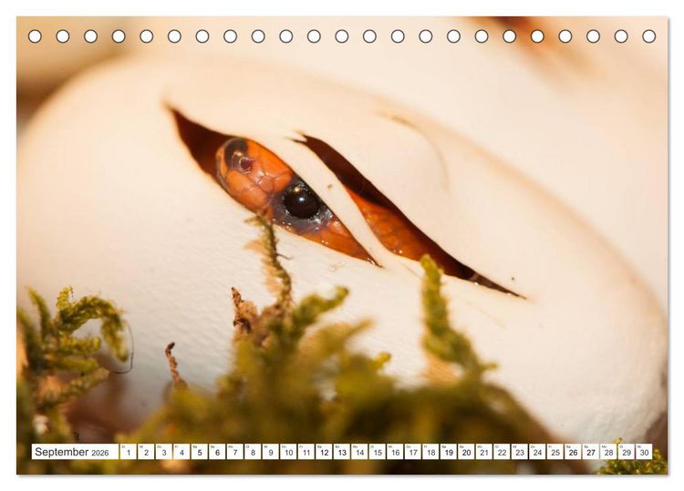 Produktbild: SCHLANGEN. J&Auml;GER MIT GESPALTENER ZUNGE (Tischkalender 2026 DIN A5 quer), CALVENDO Monatskalender