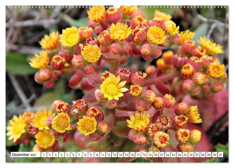 Produktbild: Bl&uuml;tenzauber auf Madeira. Wildblumen und Ziergew&auml;chse (hochwertiger Premium Wandkalender 2027 DIN A2 quer), Kunstdruck in Hochglanz