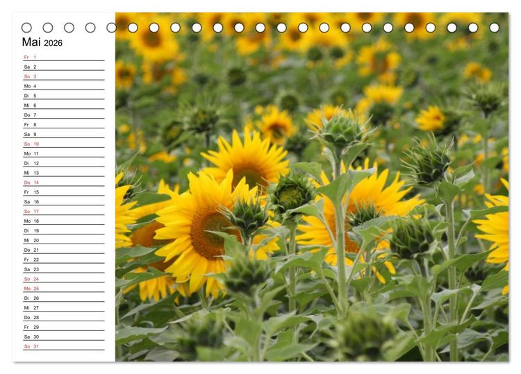 Produktbild: Sonnenblumen Impressionen (Tischkalender 2026 DIN A5 quer), CALVENDO Monatskalender