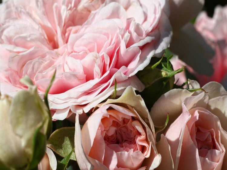 Produktbild: CALVENDO Puzzle Die Rose - K&ouml;nigin der Blumen | 1000 Teile Lege-Gr&ouml;&szlig;e 64x48cm Foto-Puzzle f&uuml;r gl&uuml;ckliche Stunden