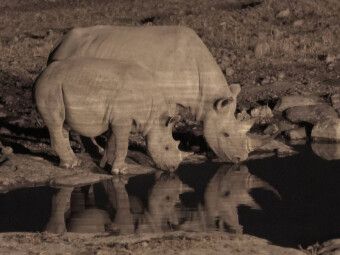 Produktbild: CALVENDO Puzzle Nash&ouml;rner | 1000 Teile Lege-Gr&ouml;&szlig;e 64x48cm Foto-Puzzle f&uuml;r gl&uuml;ckliche Stunden