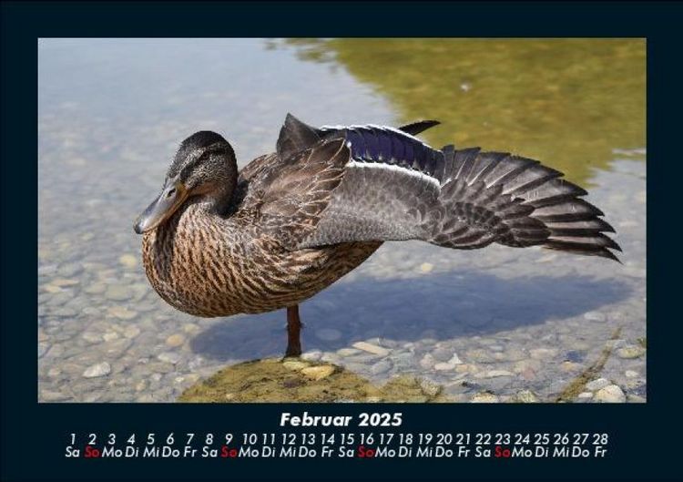 Produktbild: Welt der V&ouml;gel 2025 Fotokalender DIN A5