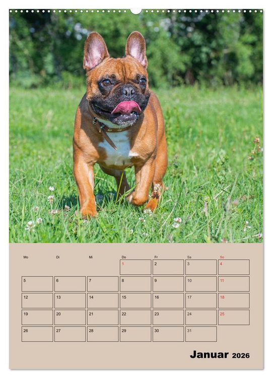 Produktbild: Jahresplaner Franz&ouml;sische Bulldogge (Wandkalender 2026 DIN A2 hoch), CALVENDO Monatskalender