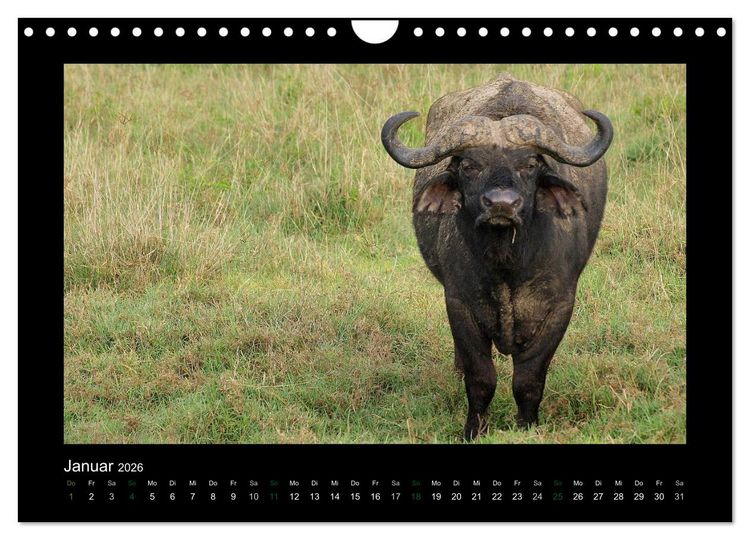 Produktbild: Wilde Tiere Afrikas (Wandkalender 2026 DIN A4 quer), CALVENDO Monatskalender