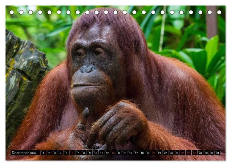 Produktbild: Regenwald &bull; Tiere im Dschungel (Tischkalender 2026 DIN A5 quer), CALVENDO Monatskalender