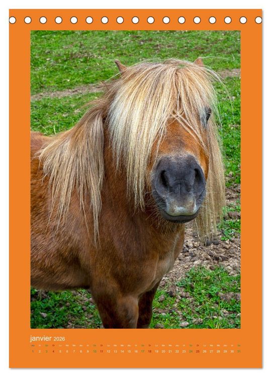 Produktbild: Beaut&eacute; rustique Regards animaliers (Calendrier de bureau 2026 DIN A5 horizontal), CALVENDO calendrier mensuel
