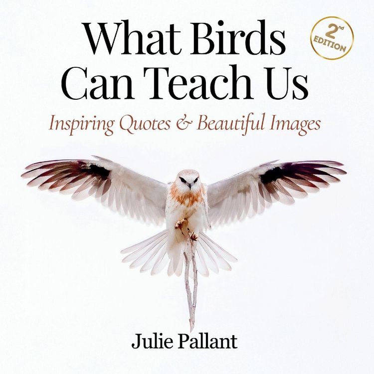 Produktbild: What Birds Can Teach Us