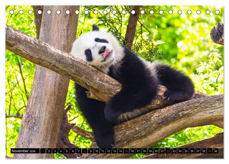 Produktbild: Pandab&auml;r Babys (Tischkalender 2026 DIN A5 quer), CALVENDO Monatskalender