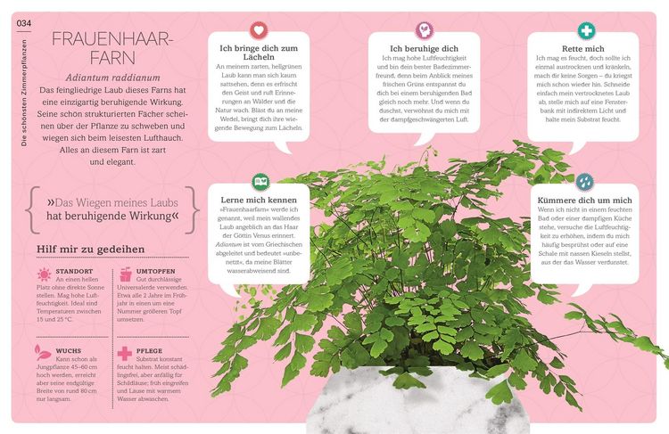 Produktbild: Meine Zimmerpflanze und ich