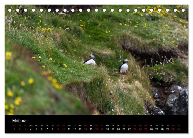 Produktbild: Puffins - V&ouml;gel des Nordens (Tischkalender 2026 DIN A5 quer), CALVENDO Monatskalender