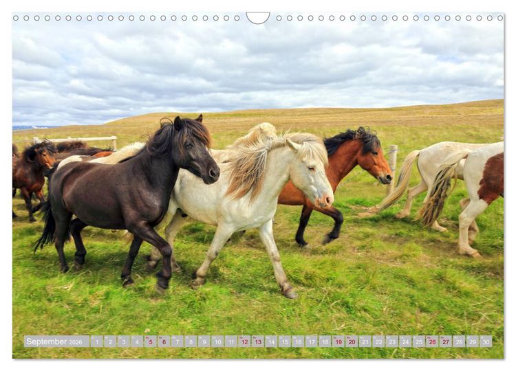 Produktbild: Islandpferde - Die tierischen Stars der Insel (Wandkalender 2026 DIN A3 quer), CALVENDO Monatskalender