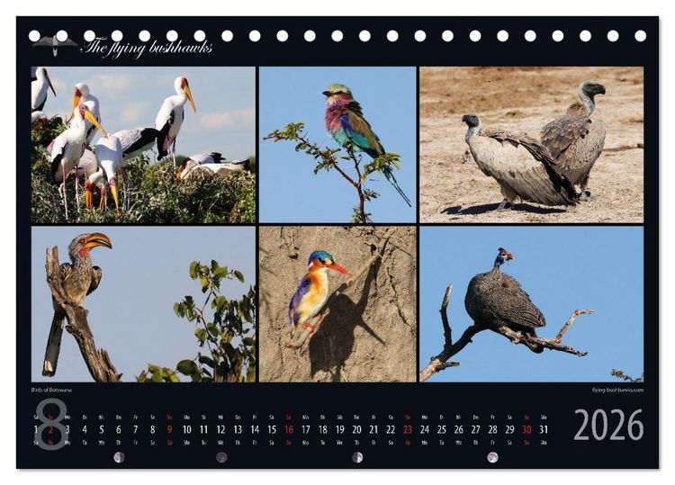 Produktbild: Botswana Blickwinkel 2026 (Tischkalender 2026 DIN A5 quer), CALVENDO Monatskalender
