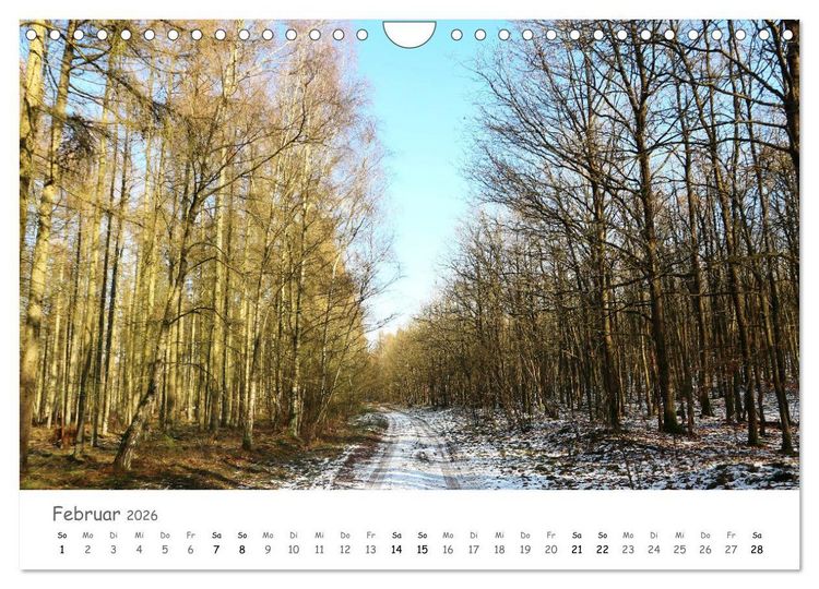 Produktbild: Wald - bezaubernde W&auml;lder (Wandkalender 2026 DIN A4 quer), CALVENDO Monatskalender