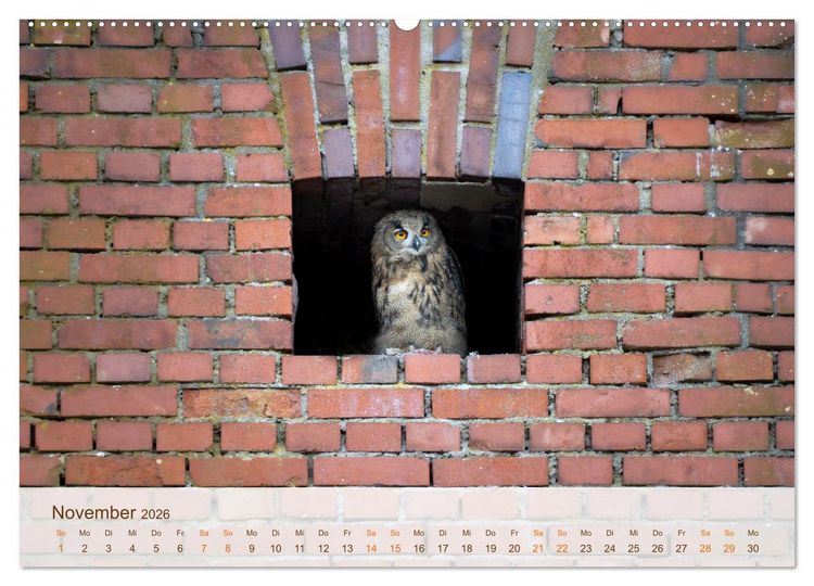 Produktbild: Uhu Highlights (Wandkalender 2026 DIN A2 quer), CALVENDO Monatskalender