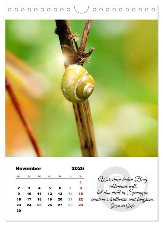 Produktbild: Schnecklein (Wandkalender 2026 DIN A4 hoch), CALVENDO Monatskalender