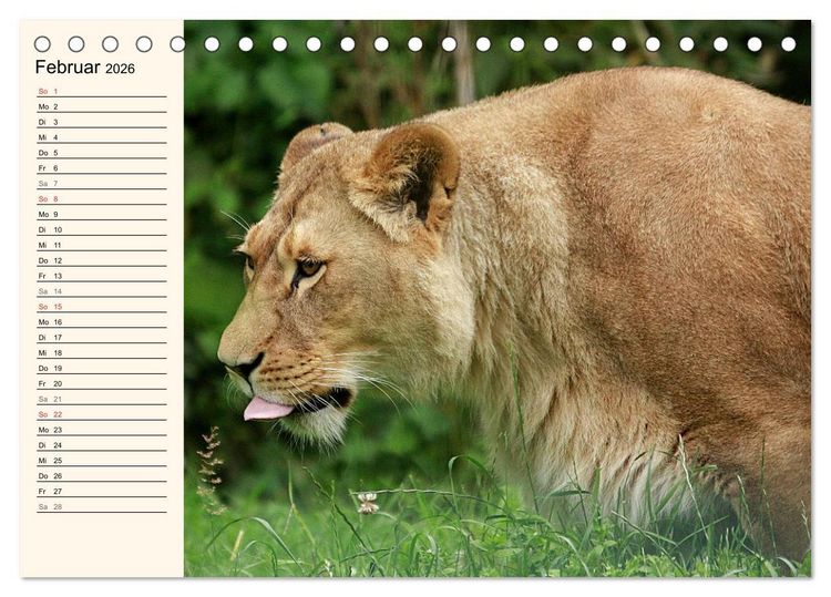 Produktbild: L&ouml;wen (Tischkalender 2026 DIN A5 quer), CALVENDO Monatskalender