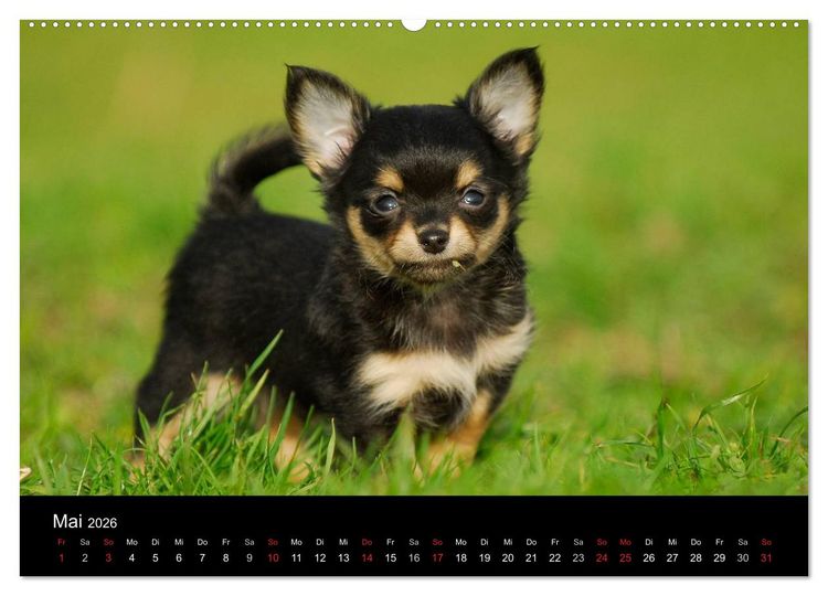Produktbild: Chihuahua - Kleine Hunde ganz gro&szlig; (hochwertiger Premium Wandkalender 2026 DIN A2 quer), Kunstdruck in Hochglanz