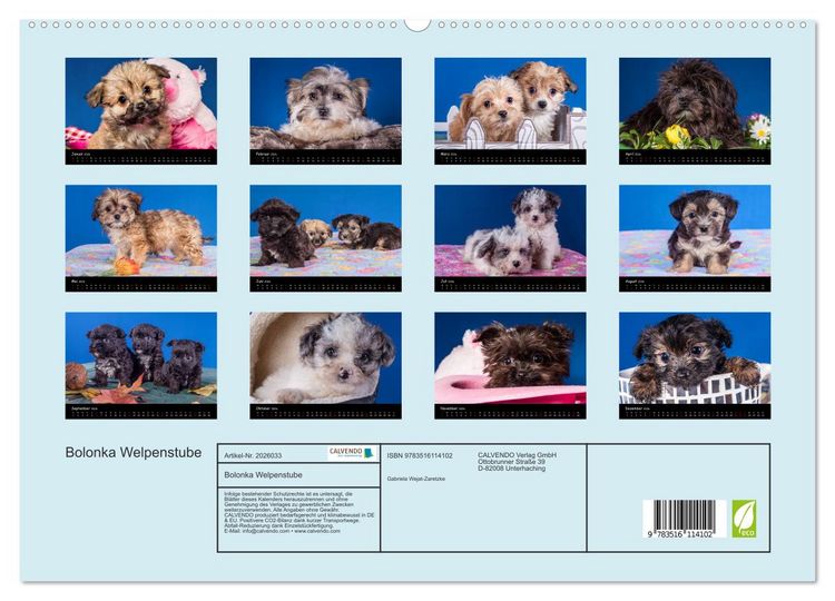 Produktbild: Bolonka Welpenstube (hochwertiger Premium Wandkalender 2026 DIN A2 quer), Kunstdruck in Hochglanz