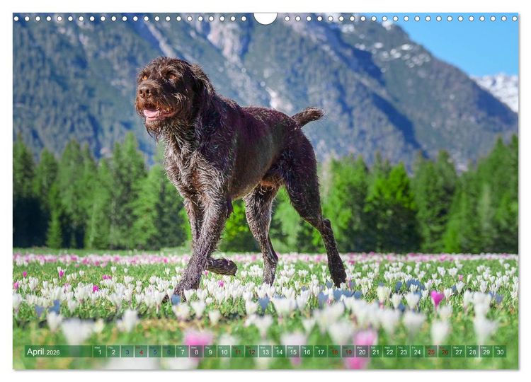 Produktbild: Pointer Power (Wall Calendar 2026 DIN A3 landscape), CALVENDO 12 Month Wall Calendar