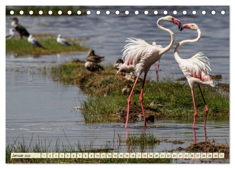 Produktbild: Afrika. Botswanas wundervolle Tierwelt (Tischkalender 2026 DIN A5 quer), CALVENDO Monatskalender