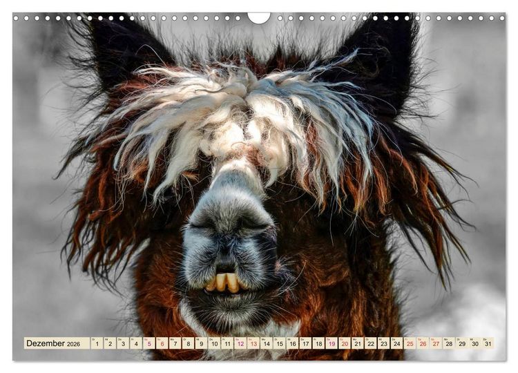 Produktbild: Alpaka Gesichter (Wandkalender 2026 DIN A3 quer), CALVENDO Monatskalender