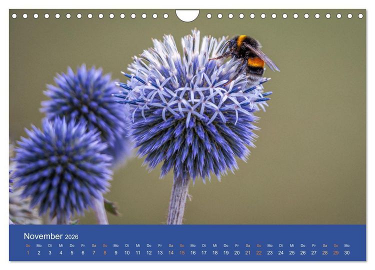 Produktbild: Bezaubernde Tierwelt in freier Natur (Wandkalender 2026 DIN A4 quer), CALVENDO Monatskalender