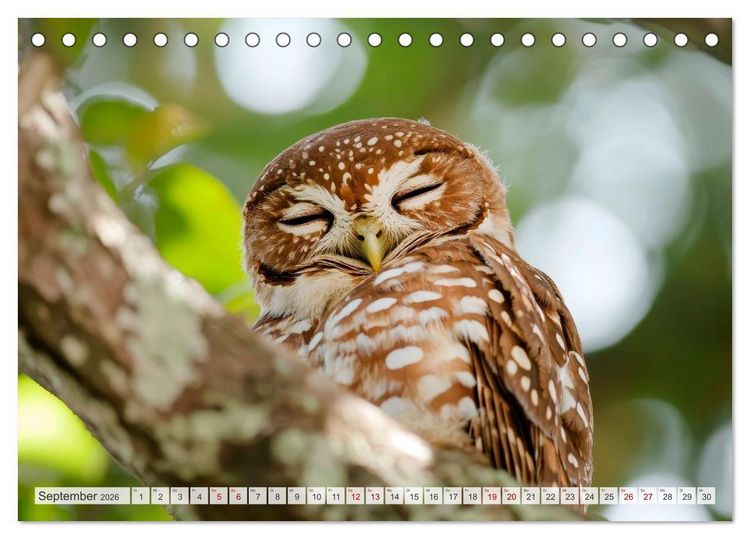 Produktbild: EULEN W&auml;chter des Waldes (Tischkalender 2026 DIN A5 quer), CALVENDO Monatskalender