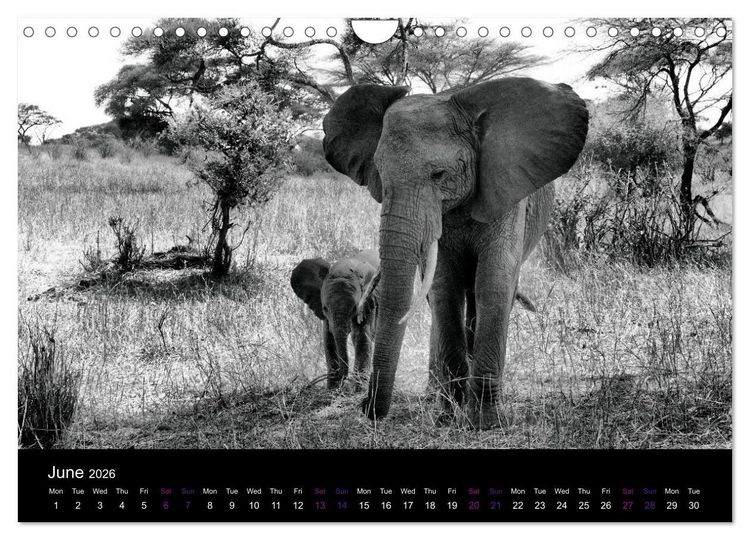 Produktbild: East Africa - Tanzania and Kenya / UK-Version (Wall Calendar 2026 DIN A4 landscape), CALVENDO 12 Month Wall Calendar