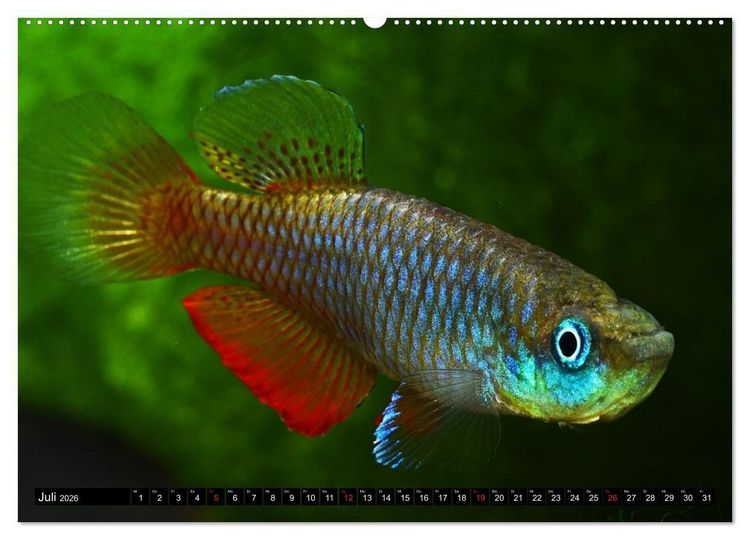 Produktbild: Killifische &ndash; Bunte Fische Afrikas (hochwertiger Premium Wandkalender 2026 DIN A2 quer), Kunstdruck in Hochglanz