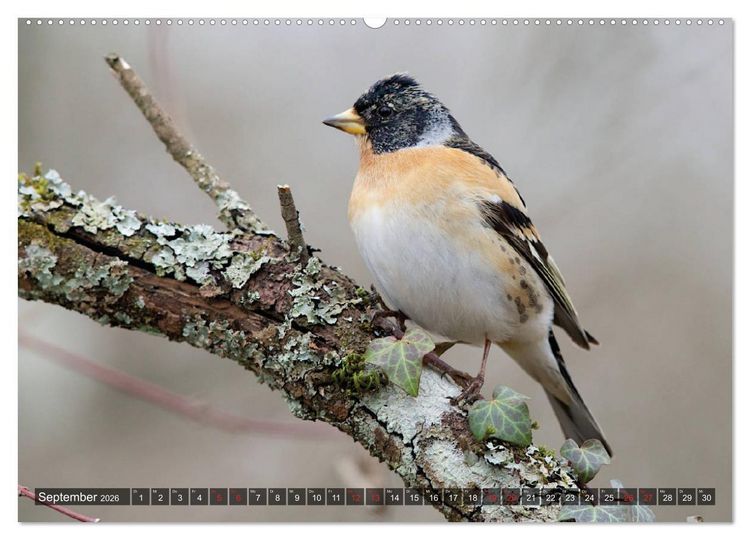 Produktbild: Steckbriefe einheimischer V&ouml;gel (hochwertiger Premium Wandkalender 2026 DIN A2 quer), Kunstdruck in Hochglanz