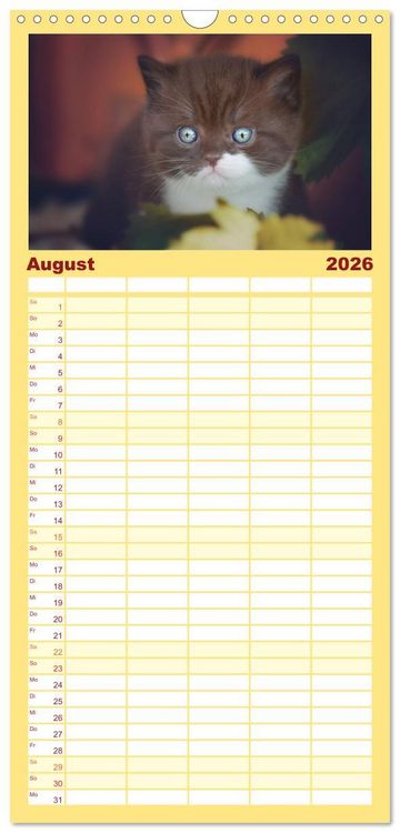 Produktbild: Familienplaner 2026 - Niedliche BKH Katzenkinder mit 5 Spalten (Wandkalender, 21 x 45 cm) CALVENDO