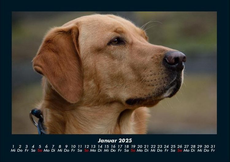 Produktbild: Hundezauber 2025 Fotokalender DIN A4
