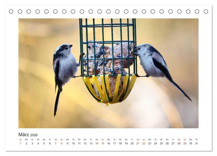 Produktbild: Gefiederte Garteng&auml;ste, Schwanzmeisen (Tischkalender 2026 DIN A5 quer), CALVENDO Monatskalender