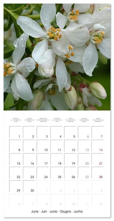 Produktbild: ENCHANTING FLOWERS (Wall Calendar 2026 12 &times; 12 Inch) CALVENDO 12 Month Wall Calendar