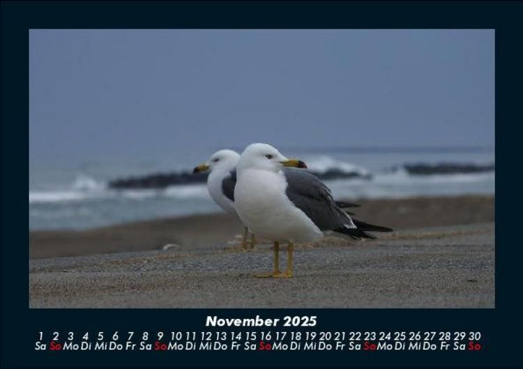 Produktbild: M&ouml;wen 2025 Fotokalender DIN A5