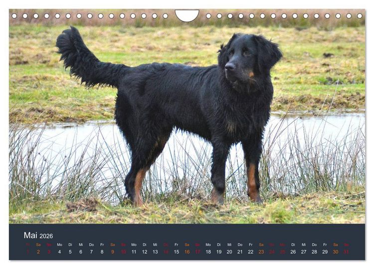 Produktbild: Ein Hovawart, ein Wachhund (Wandkalender 2026 DIN A4 quer), CALVENDO Monatskalender