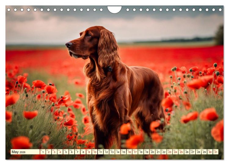 Produktbild: Irish Setter - pure grace (Wall Calendar 2026 DIN A4 landscape), CALVENDO 12 Month Wall Calendar