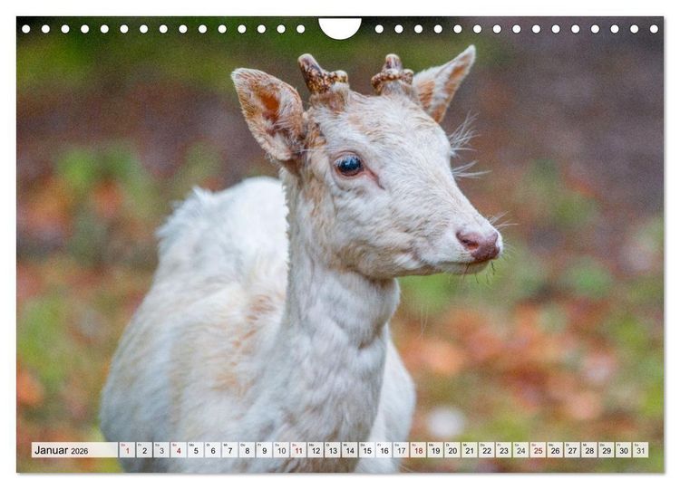 Produktbild: Rehe - Sanfte Waldbewohner (Wandkalender 2026 DIN A4 quer), CALVENDO Monatskalender