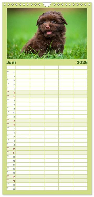 Produktbild: Familienplaner 2026 - Kobolde auf 4 Pfoten - Bolonka Zwetna mit 5 Spalten (Wandkalender, 21 x 45 cm) CALVENDO
