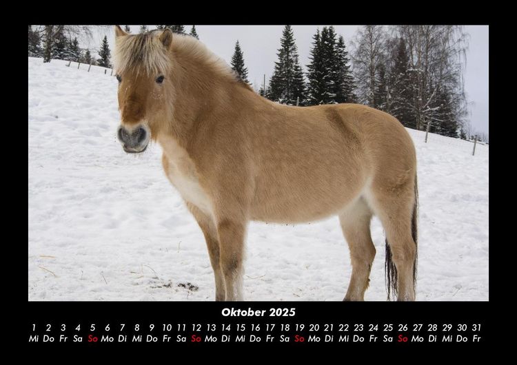 Produktbild: Die Welt der Pferde 2025 Fotokalender DIN A3