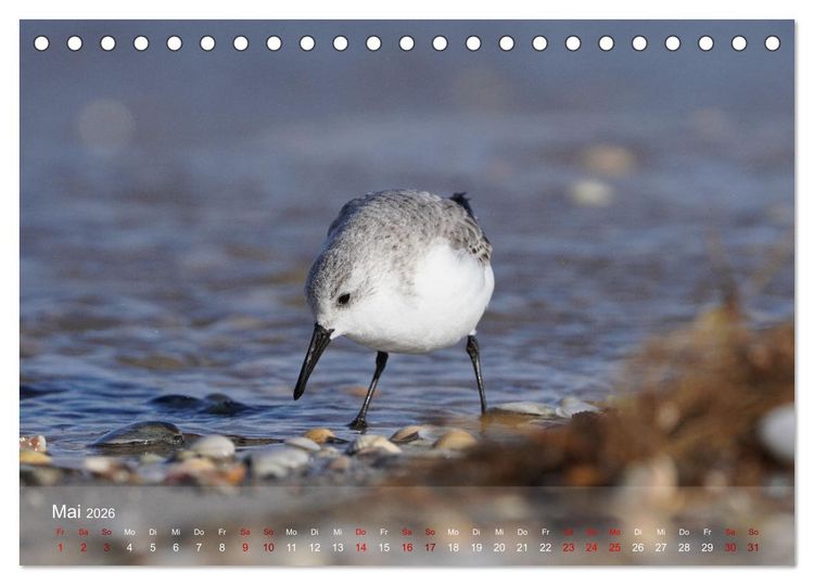 Produktbild: V&ouml;gel an Deutschlands K&uuml;sten (Tischkalender 2026 DIN A5 quer), CALVENDO Monatskalender