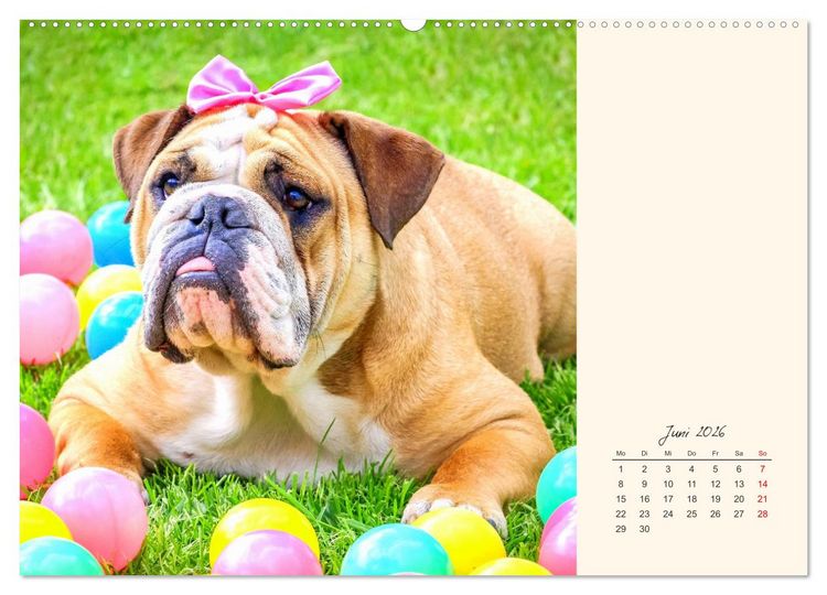Produktbild: Dicke Freunde. Englische Bulldoggen (Wandkalender 2026 DIN A2 quer), CALVENDO Monatskalender