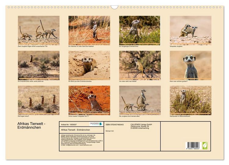Produktbild: Afrikas Tierwelt - Erdm&auml;nnchen (Wandkalender 2026 DIN A2 quer), CALVENDO Monatskalender